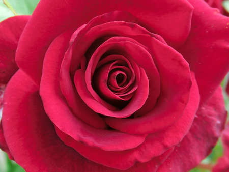 Red rose close up top viewの写真素材