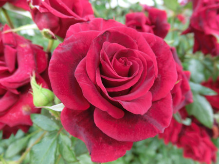 Red rose on a background of green foliageの写真素材
