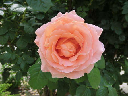 Tea rose on a background of green foliageの写真素材