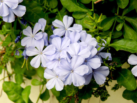 Purple flowers in the garden with beautiful nature.の写真素材