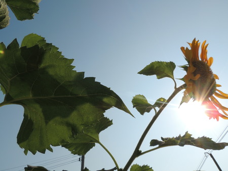 Yellow sunflower With beautiful natureの写真素材