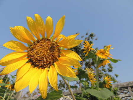 Yellow sunflower With beautiful natureの写真素材