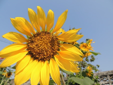 Yellow sunflower With beautiful natureの写真素材