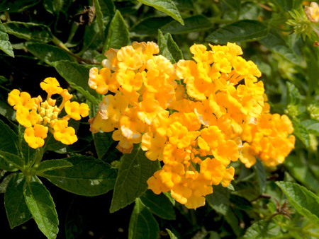 yellow flower With beautiful nature.の写真素材
