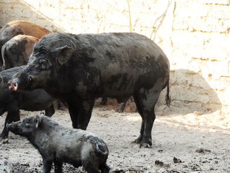 Boar standing on the ground.の写真素材