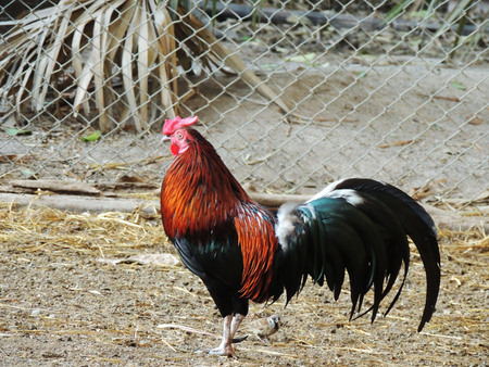 Thai chicken is standing on the floor.の写真素材