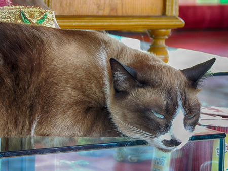 Brown cat sleepingの写真素材