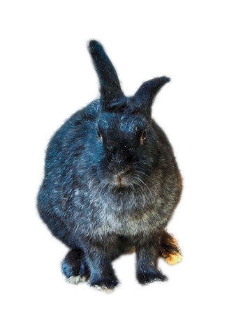 Black rabbit lookingの写真素材