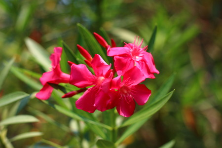 Pink flowers in the gardenの写真素材