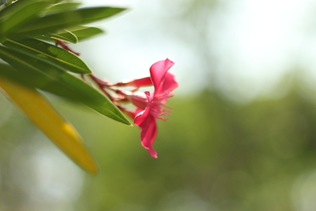 Pink flowers in the gardenの写真素材