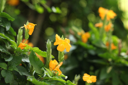 Yellow flowers in the gardenの写真素材