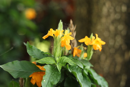 Yellow flowers in the gardenの写真素材