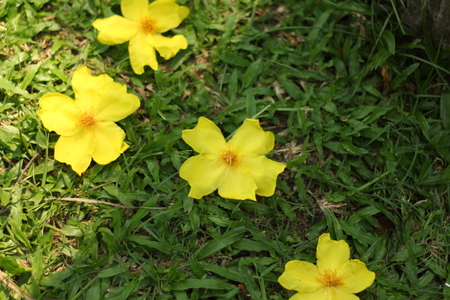 Yellow flowers in the gardenの写真素材