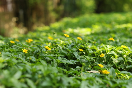 Yellow flowers in the gardenの写真素材