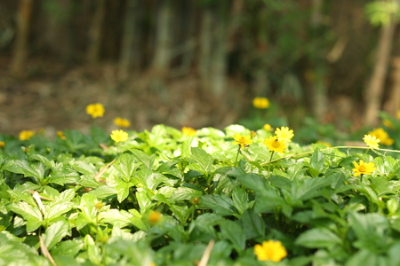 Yellow flowers in the gardenの写真素材