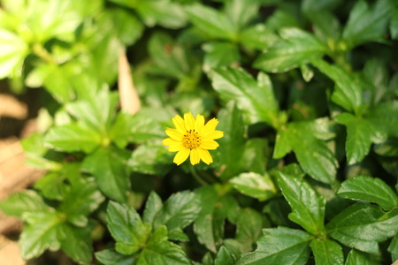 Yellow flowers in the gardenの写真素材