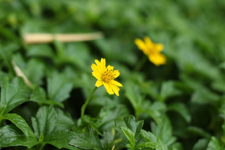 Yellow flowers in the gardenの写真素材