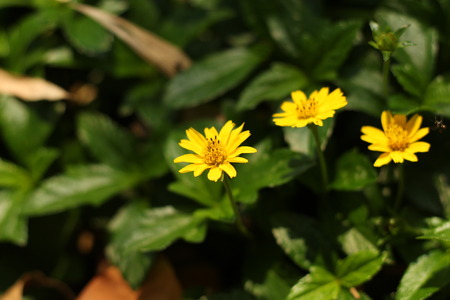 Yellow flowers in the gardenの写真素材