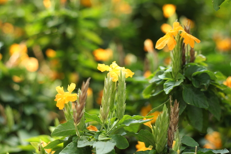 Yellow flowers in the gardenの写真素材