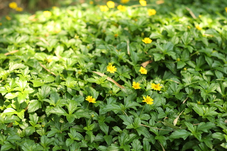 Yellow flowers in the gardenの写真素材