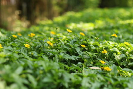 Yellow flowers in the gardenの写真素材