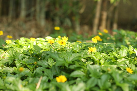 Yellow flowers in the gardenの写真素材