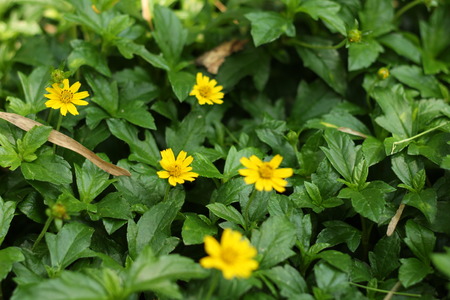 Yellow flowers in the gardenの写真素材