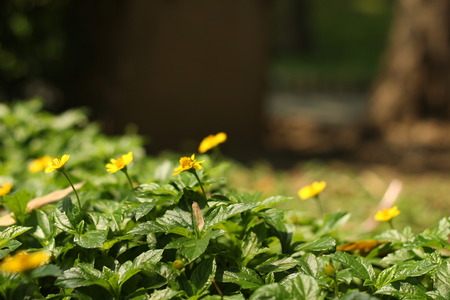Yellow flowers in the gardenの写真素材