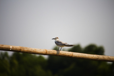 Small bird on bamboo in Asiaの写真素材