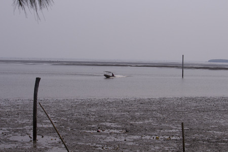 Sea and mangrove forests in Thailandの写真素材