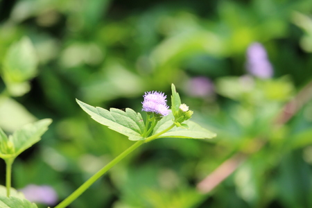 White flower grass in the garden.の写真素材