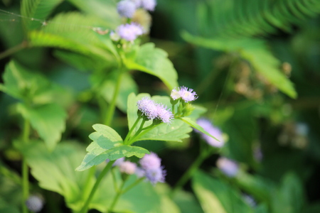 White flower grass in the garden.の写真素材