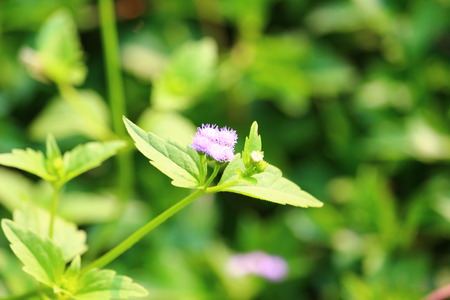 White flower grass in the garden.の写真素材