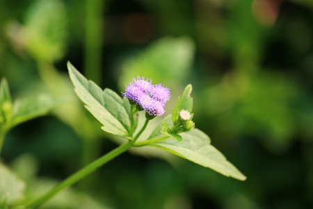 White flower grass in the garden.の写真素材