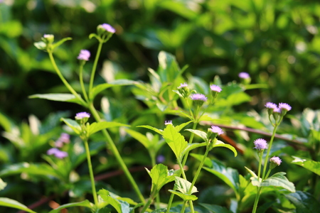 White flower grass in the garden.の写真素材