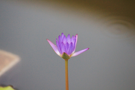Purple lotus in waterの写真素材