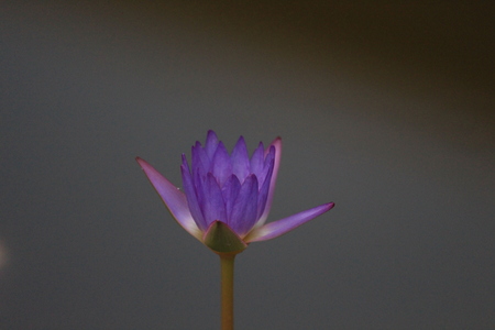 Purple lotus in waterの写真素材