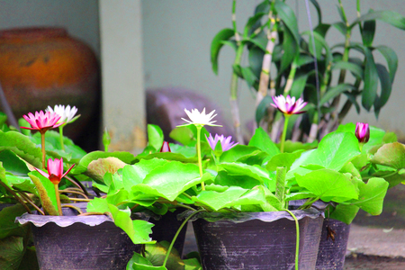 Purple lotus in waterの写真素材