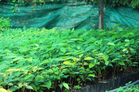 Growth of trees in the gardenの写真素材