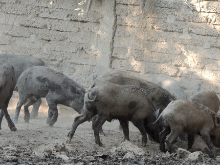 Wild boar in farm, Thailand.の写真素材