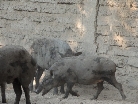 Wild boar in farm, Thailand.の写真素材