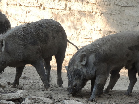Wild boar in farm, Thailand.の写真素材