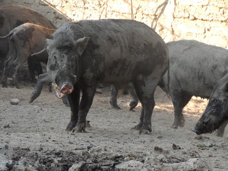 Wild boar in farm, Thailand.の写真素材