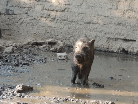 Wild boar in farm, Thailand.の写真素材