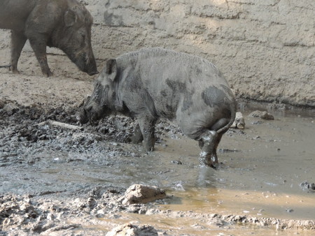 Wild boar in farm, Thailand.の写真素材