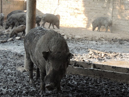 Wild boar in farm, Thailand.の写真素材
