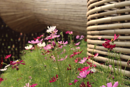 Beautiful flowers in beautiful nature.の写真素材