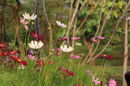 Beautiful flowers in beautiful nature.の写真素材