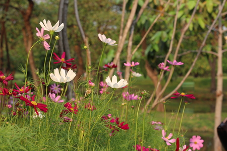 Beautiful flowers in beautiful nature.の写真素材