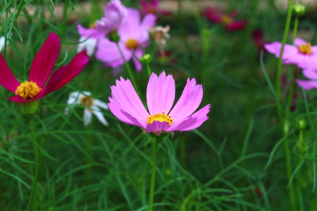 Pink flowers in beautiful nature.の写真素材
